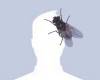 Фейсбук профилна снимка с муха