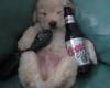 Куче с бира