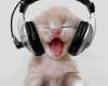 Коте със слушалки