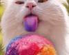 Коте яде сладолед