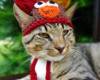 Коте с плетена шапка