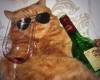 Котка пие вино