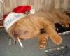 Куче с цигара и алкохол