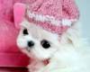 Куче с плетена зимна шапка