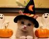 Коте с костюм за Хелоуин