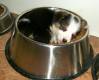Куче спи в купа за храна