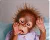 Бебе маймунче си смуче пръста