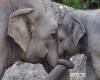 Майка слон и слонче