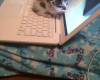 Коте на лаптоп