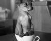 Куче в чашя за кафе