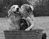 Момиче и куче в корито