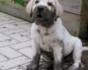 Куче изцапано с кал