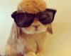 Заек с слънчеви очила