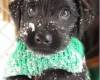 Черно куче с пуловер и сняг