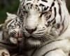 Майка бели тигър и тигърче