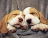 Две кучета спят сладко