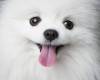 Бяло куче с изплезен език