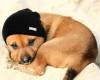 Куче с зимна шапка