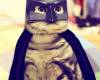 Котка с костюм на Батман