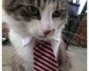 Котка с вратовръзка