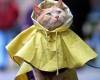 Котка с дъждобран