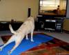 Куче прави йога