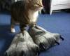Коте с интересни пантофи