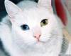Котка с различен цвят очи