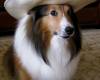 Куче с каубойска шапка