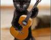 Черно коте с китара