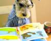 Куче с очила чете книга
