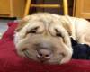 Куче се усмихва лежейки