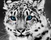 Тигър със сини очи