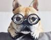Куче с очила с диоптър