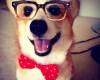 Куче с папионка и очила