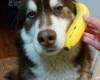 Куче с банан телефон