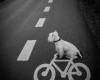 Куче с велосипед