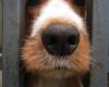 Куче си подава носа пред ограда