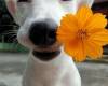 Куче подарява цвете