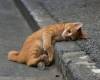 Коте лежи на тротоар
