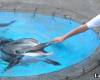 3D стрийт арт делфин