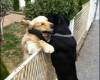 Кучета се прегръщат през ограда