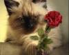 Коте подарява роза