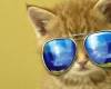 Фейсбук корица коте с очила