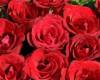 Фейсбук корица червени рози